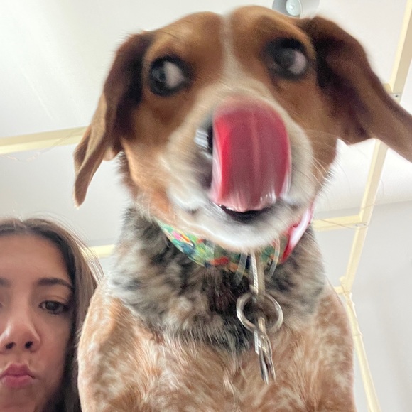 My dog ate my right airpod pro - Picture 3 of 3